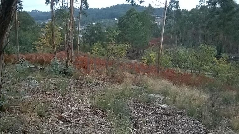 Proporção de 1/3 De Terrenos · Fafe