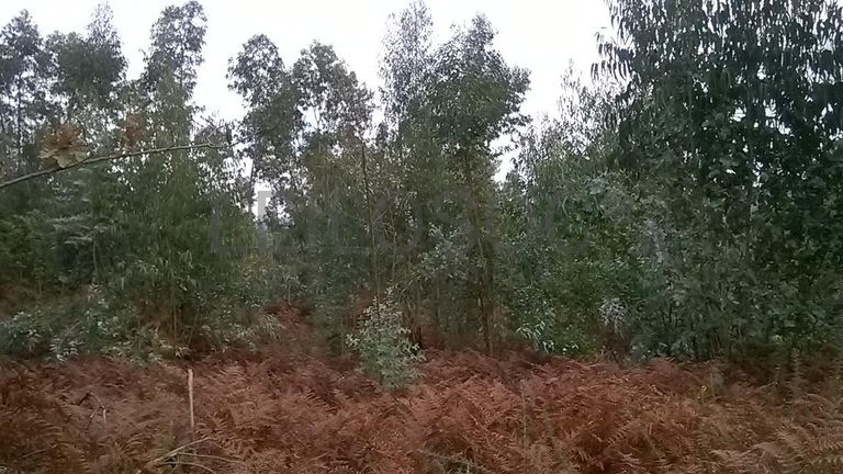 Proporção de 1/3 De Terrenos · Fafe