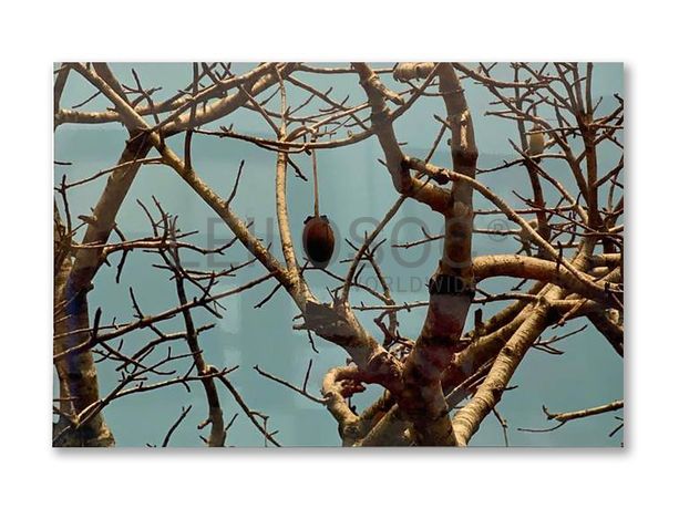 "Sem Título" · João Martins Pereira