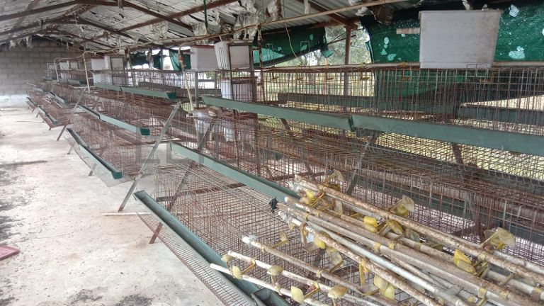 Baterias de produção de ovos e bebedouros. ·