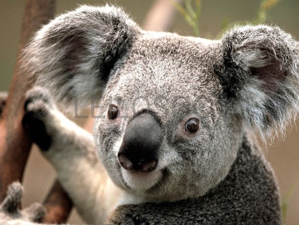 testete koala